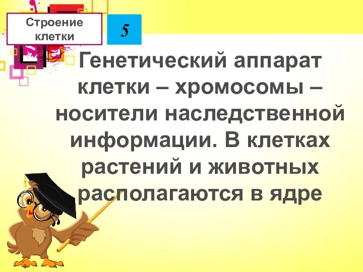 Генетический аппарат клетки – хромосомы – носители наследственной информации. В клетках растений