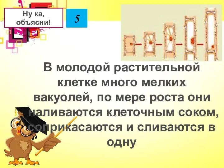 В молодой растительной клетке много мелких вакуолей, по мере роста они наливаются