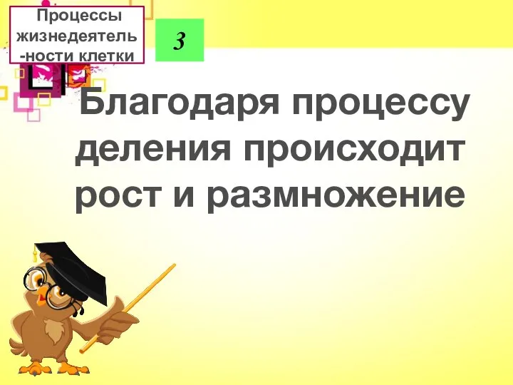 3 Благодаря процессу деления происходит рост и размножение Процессы жизнедеятель-ности клетки