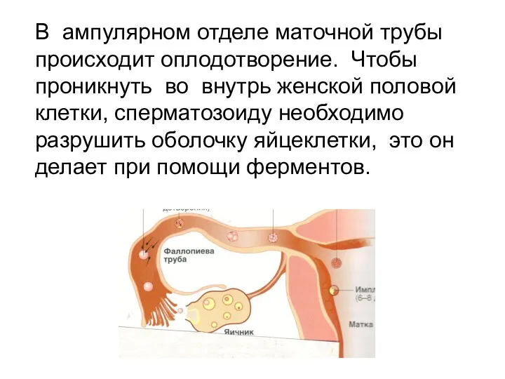 В ампулярном отделе маточной трубы происходит оплодотворение. Чтобы проникнуть во внутрь женской