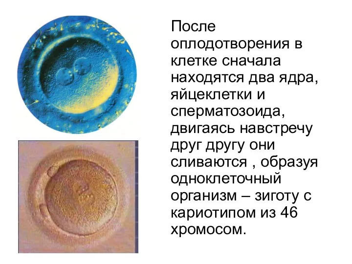 После оплодотворения в клетке сначала находятся два ядра, яйцеклетки и сперматозоида, двигаясь