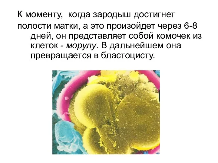 К моменту, когда зародыш достигнет полости матки, а это произойдет через 6-8