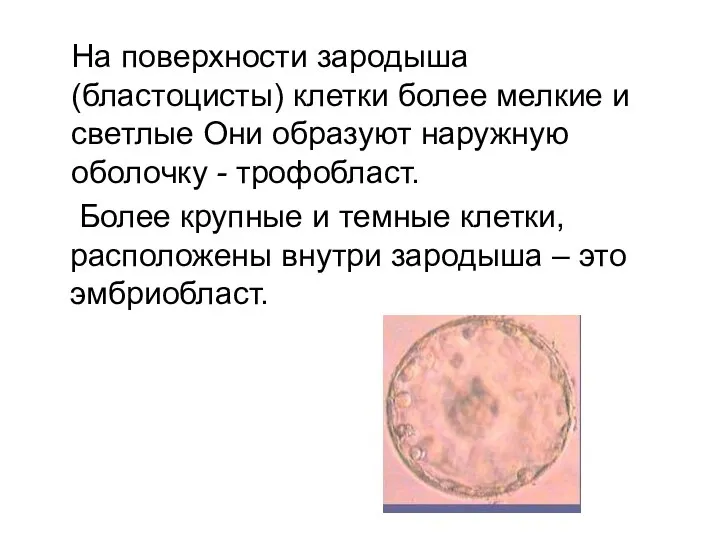 На поверхности зародыша (бластоцисты) клетки более мелкие и светлые Они образуют наружную