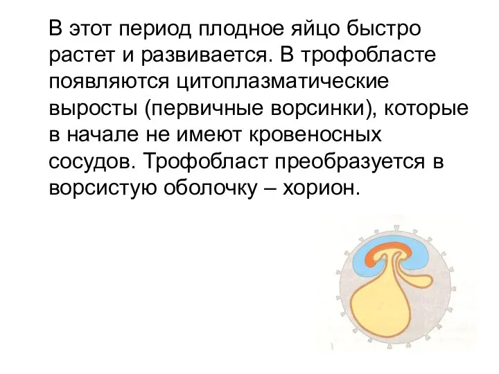 В этот период плодное яйцо быстро растет и развивается. В трофобласте появляются