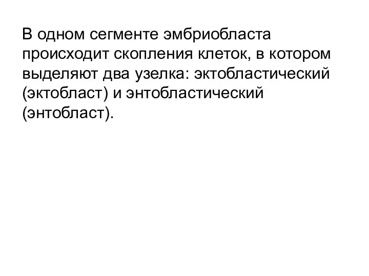 В одном сегменте эмбриобласта происходит скопления клеток, в котором выделяют два узелка: