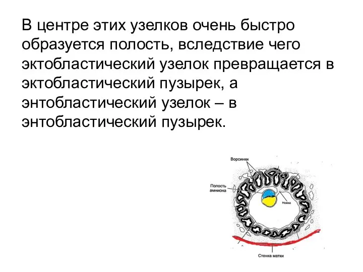 В центре этих узелков очень быстро образуется полость, вследствие чего эктобластический узелок