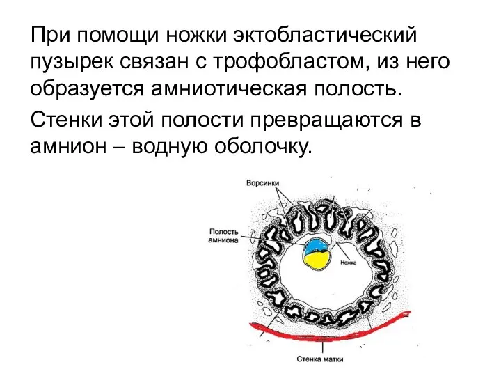 При помощи ножки эктобластический пузырек связан с трофобластом, из него образуется амниотическая