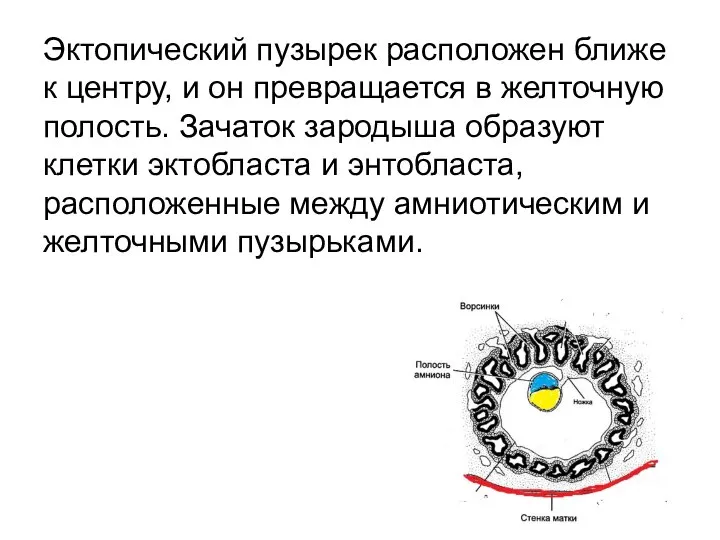 Эктопический пузырек расположен ближе к центру, и он превращается в желточную полость.