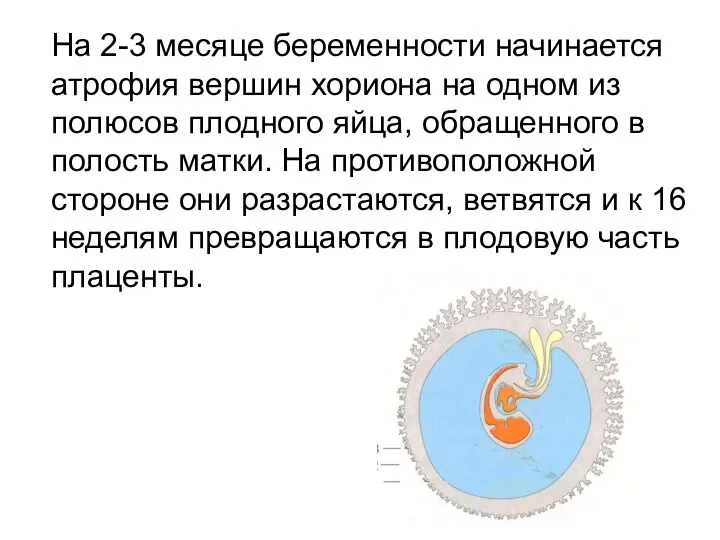 На 2-3 месяце беременности начинается атрофия вершин хориона на одном из полюсов