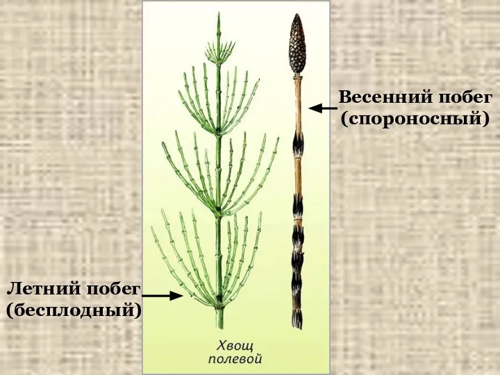 Весенний побег (спороносный) Летний побег (бесплодный)