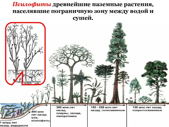 Псилофиты древнейшие наземные растения, населявшие пограничную зону между водой и сушей.