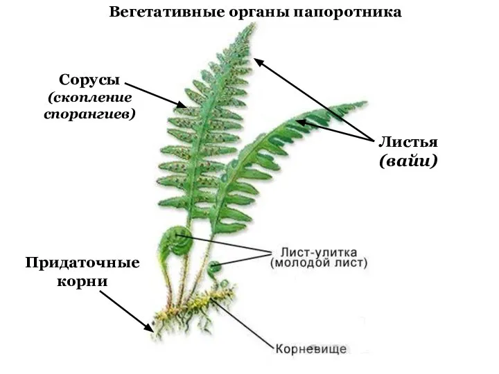 Листья (вайи) Сорусы (скопление спорангиев) Придаточные корни Вегетативные органы папоротника