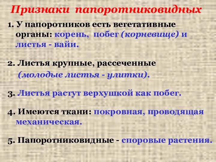 Признаки папоротниковидных 1. У папоротников есть вегетативные органы: корень, побег (корневище) и