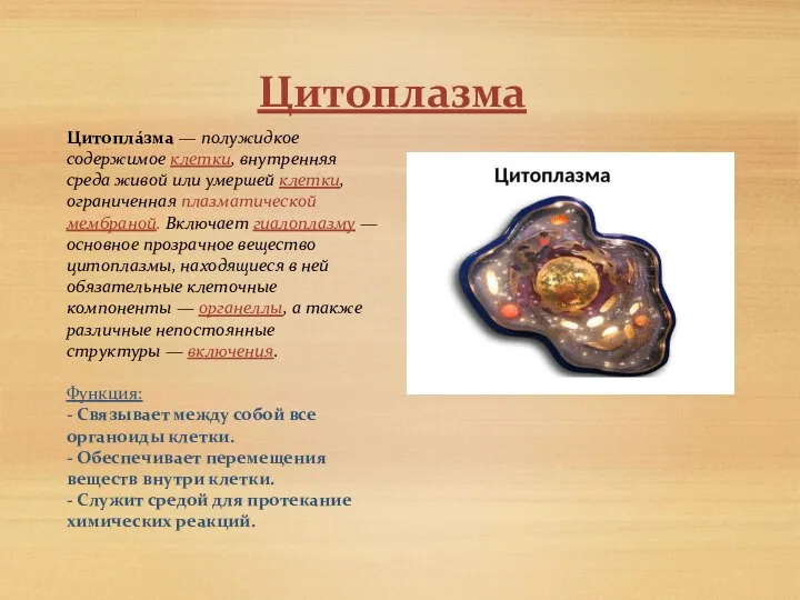 Цитоплазма Цитопла́зма — полужидкое содержимое клетки, внутренняя среда живой или умершей клетки,