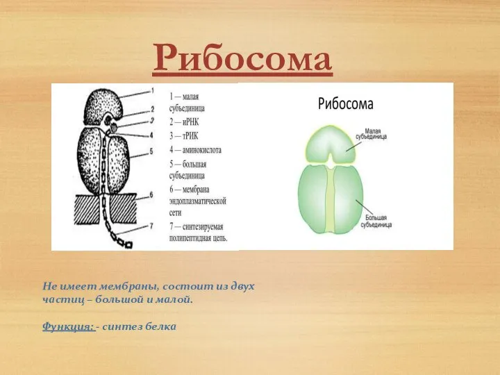 Не имеет мембраны, состоит из двух частиц – большой и малой. Функция: - синтез белка Рибосома