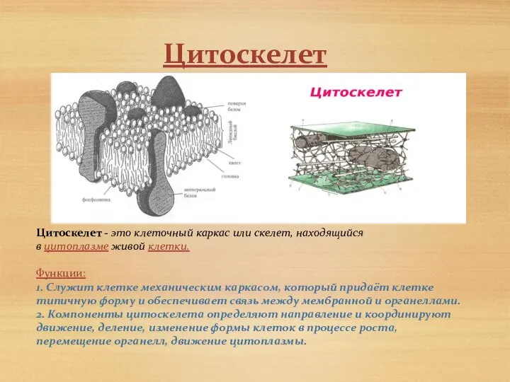 Цитоскелет Цитоскелет - это клеточный каркас или скелет, находящийся в цитоплазме живой