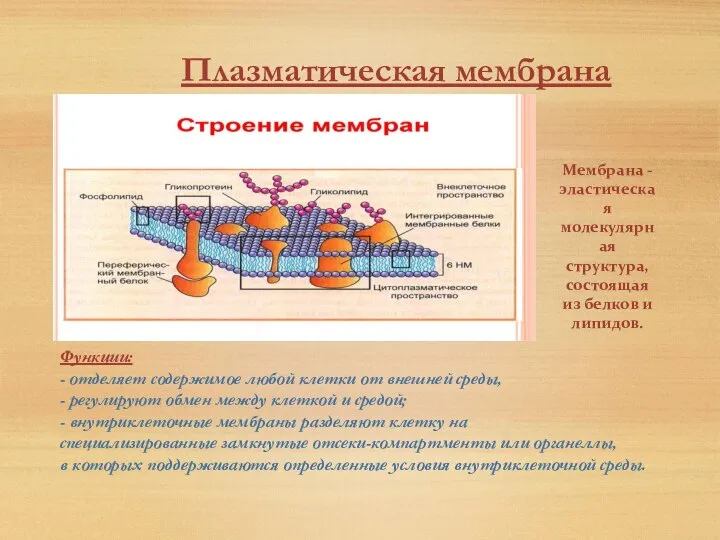 Мембрана - эластическая молекулярная структура, состоящая из белков и липидов. Плазматическая мембрана