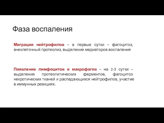 Фаза воспаления Миграция нейтрофилов – в первые сутки – фагоцитоз, внеклеточный протеолиз,