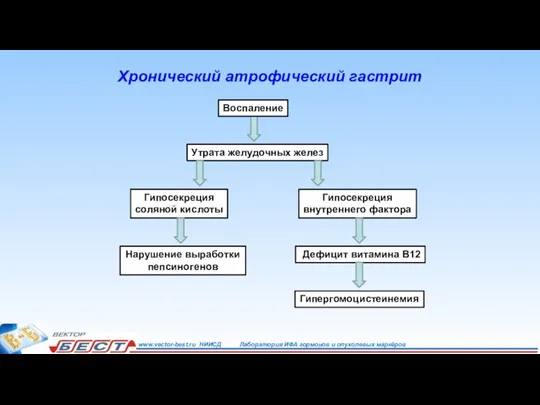 Хронический атрофический гастрит Воспаление Утрата желудочных желез Гипосекреция внутреннего фактора Гипосекреция соляной