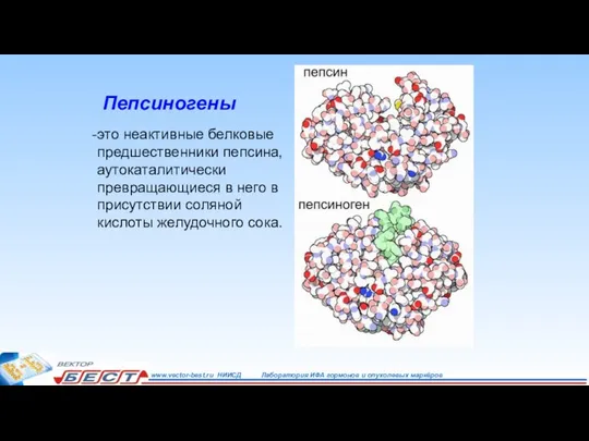 Пепсиногены это неактивные белковые предшественники пепсина, аутокаталитически превращающиеся в него в присутствии соляной кислоты желудочного сока.