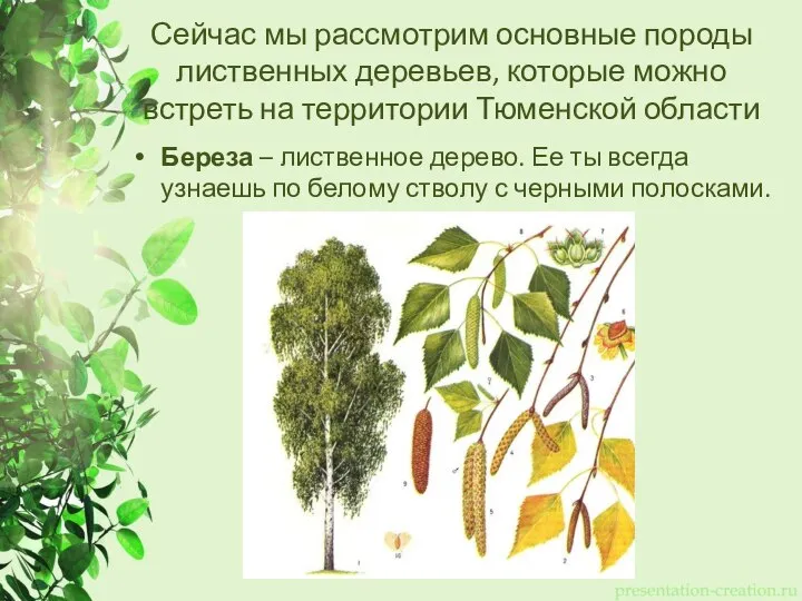 Сейчас мы рассмотрим основные породы лиственных деревьев, которые можно встреть на территории