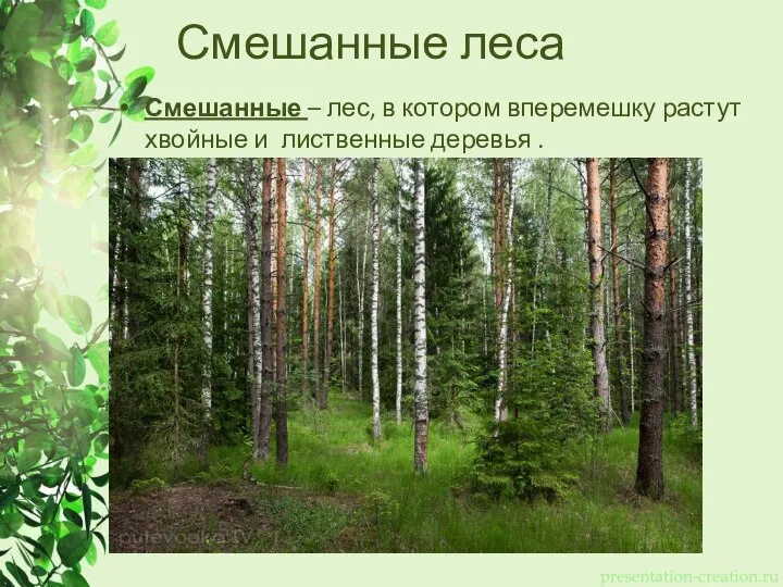 Смешанные леса Смешанные – лес, в котором вперемешку растут хвойные и лиственные деревья .