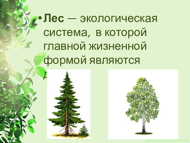 Лес — экологическая система, в которой главной жизненной формой являются деревья.
