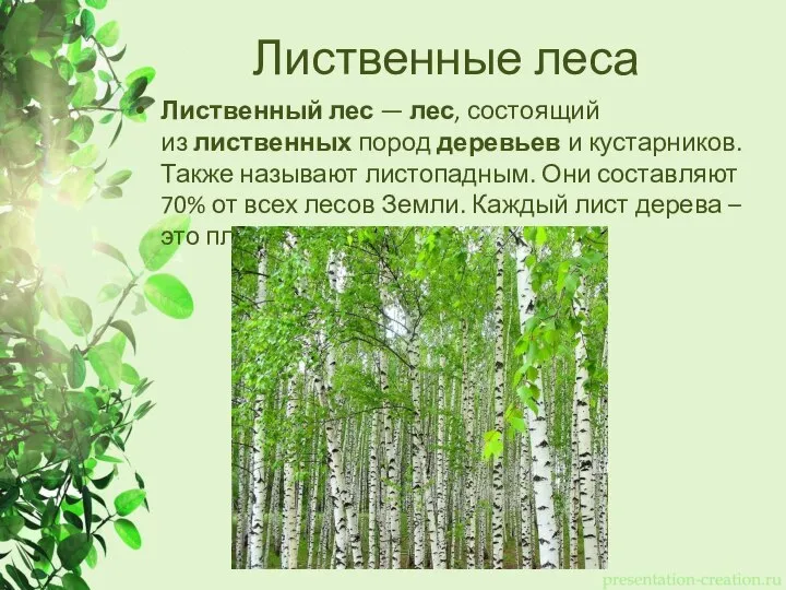 Лиственные леса Лиственный лес — лес, состоящий из лиственных пород деревьев и