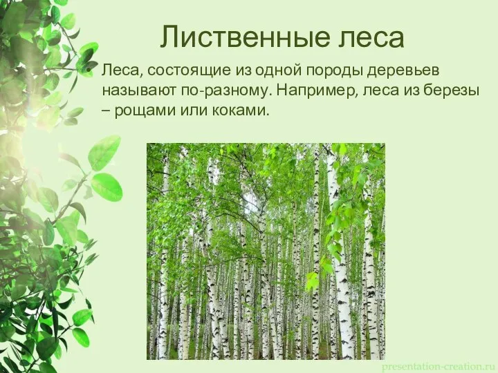 Лиственные леса Леса, состоящие из одной породы деревьев называют по-разному. Например, леса
