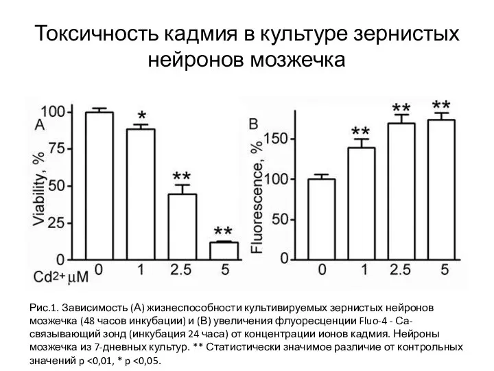 Токсичность кадмия в культуре зернистых нейронов мозжечка Рис.1. Зависимость (А) жизнеспособности культивируемых