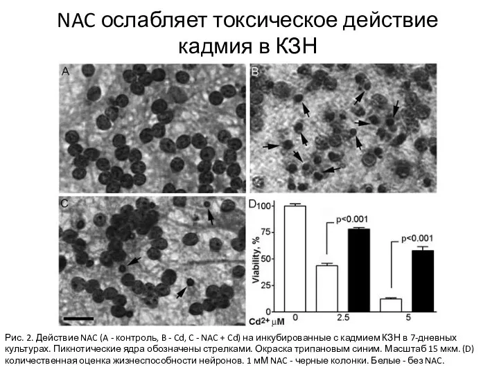 NAC ослабляет токсическое действие кадмия в КЗН Рис. 2. Действие NAC (A