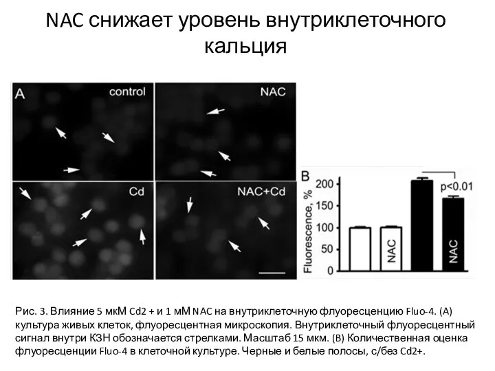 Рис. 3. Влияние 5 мкМ Cd2 + и 1 мМ NAC на