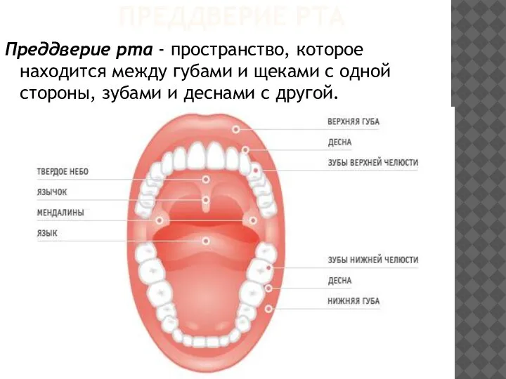 ПРЕДДВЕРИЕ РТА Преддверие рта - пространство, которое находится между губами и щеками