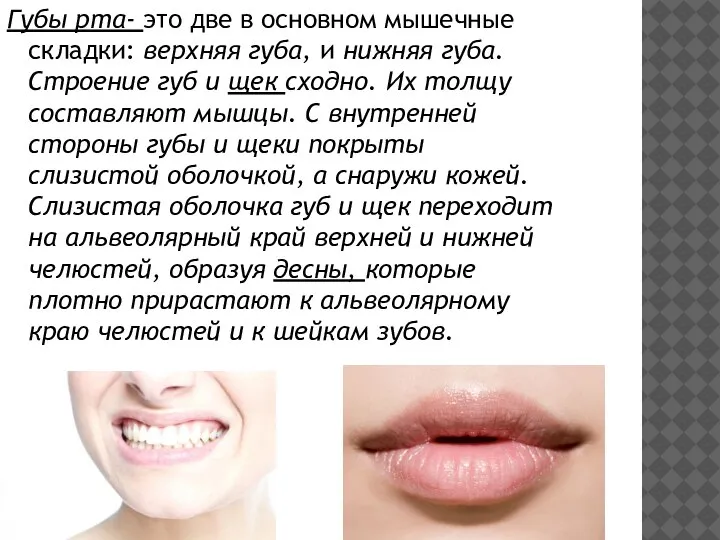 Губы рта- это две в основном мышечные складки: верхняя губа, и нижняя