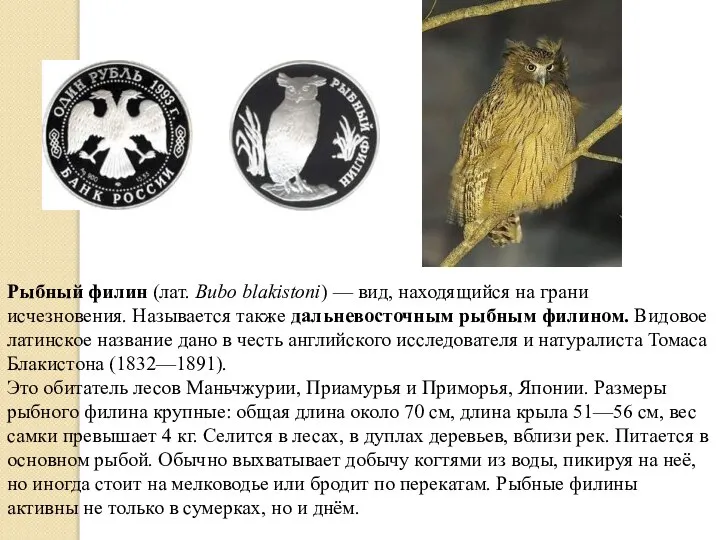 Рыбный филин (лат. Bubo blakistoni) — вид, находящийся на грани исчезновения. Называется