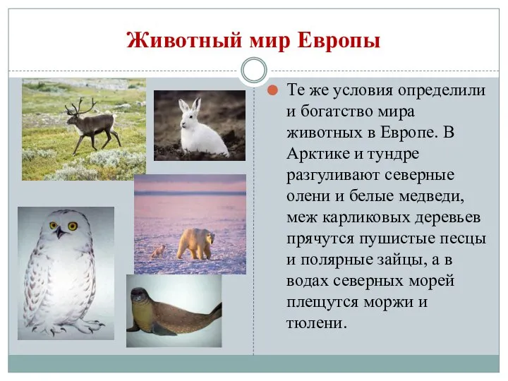 Животный мир Европы Те же условия определили и богатство мира животных в