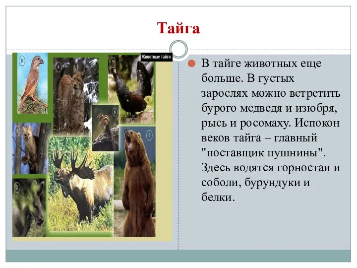 Тайга В тайге животных еще больше. В густых зарослях можно встретить бурого