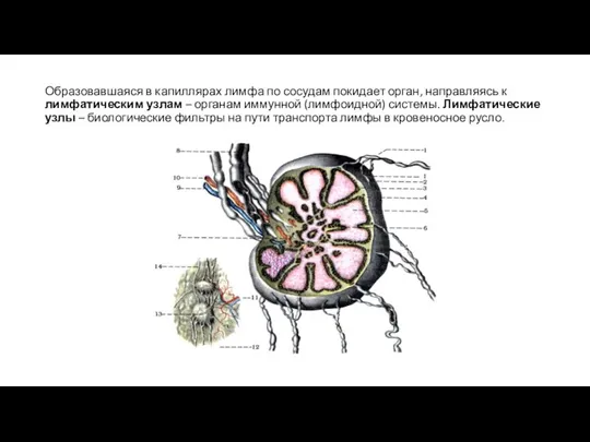 Образовавшаяся в капиллярах лимфа по сосудам покидает орган, направляясь к лимфатическим узлам
