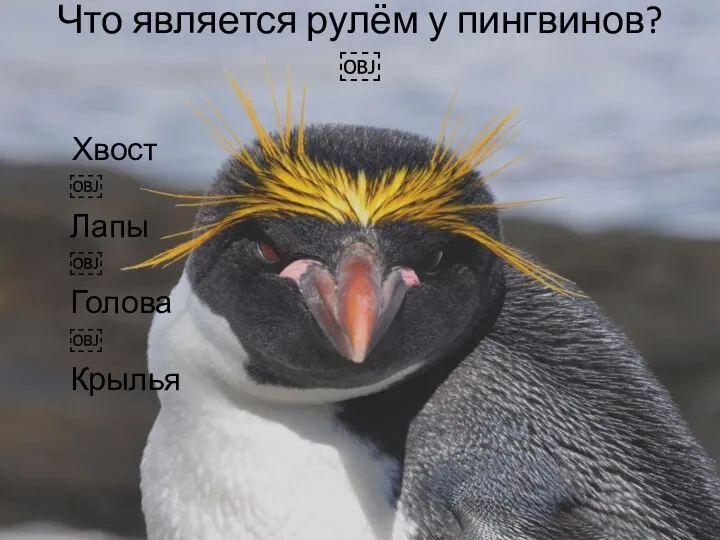 Что является рулём у пингвинов? ￼ Хвост ￼ Лапы ￼ Голова ￼ Крылья