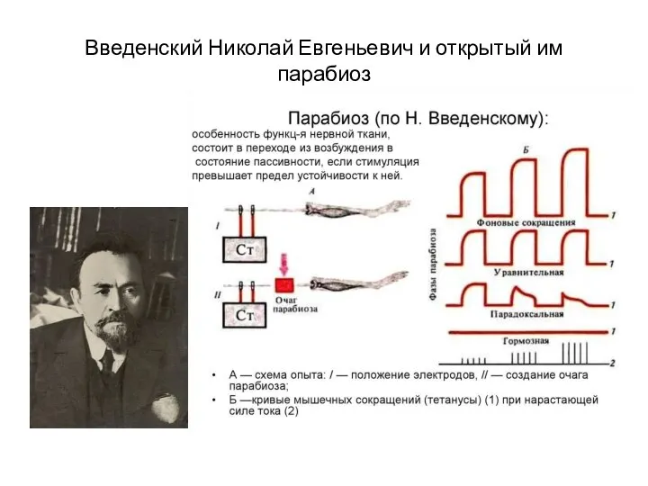 Введенский Николай Евгеньевич и открытый им парабиоз