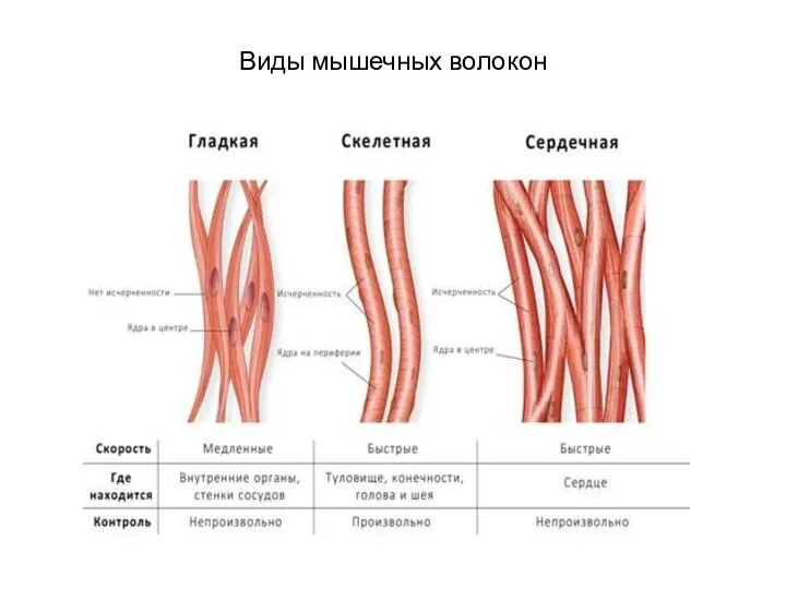 Виды мышечных волокон