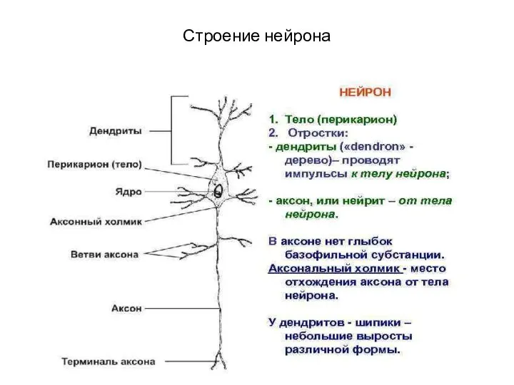 Строение нейрона