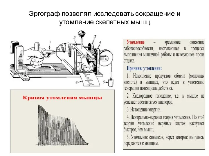 Эргограф позволял исследовать сокращение и утомление скелетных мышц