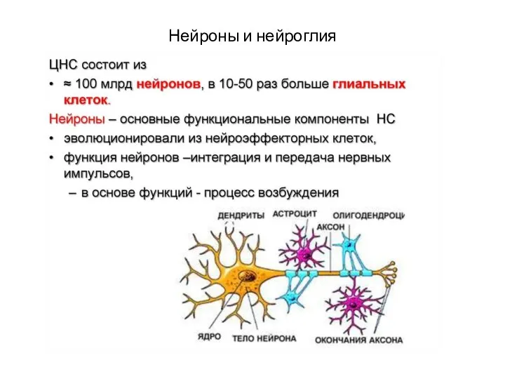 Нейроны и нейроглия