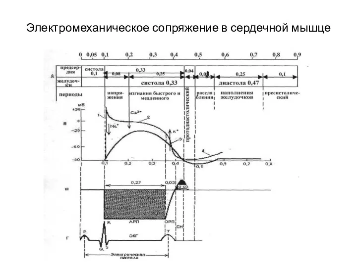 Электромеханическое сопряжение в сердечной мышце