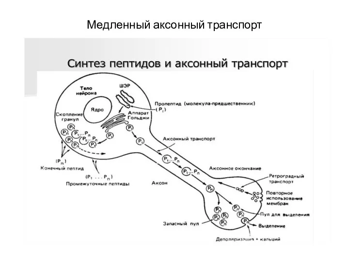 Медленный аксонный транспорт