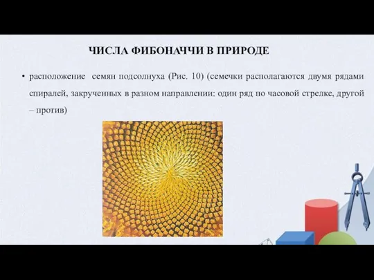 ЧИСЛА ФИБОНАЧЧИ В ПРИРОДЕ расположение семян подсолнуха (Рис. 10) (семечки располагаются двумя