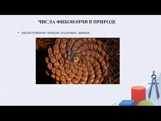 ЧИСЛА ФИБОНАЧЧИ В ПРИРОДЕ расположение чешуек сосновых шишек