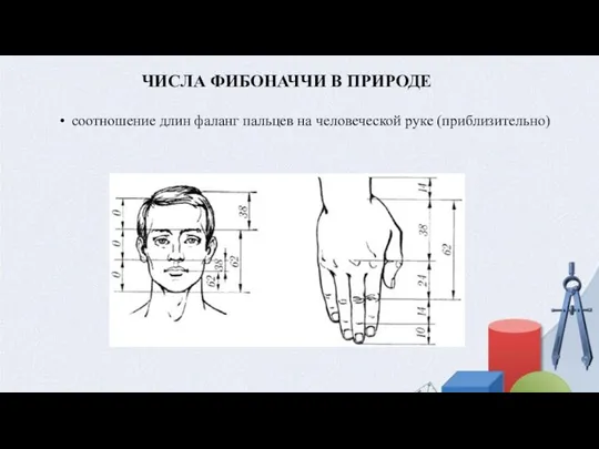 ЧИСЛА ФИБОНАЧЧИ В ПРИРОДЕ соотношение длин фаланг пальцев на человеческой руке (приблизительно)