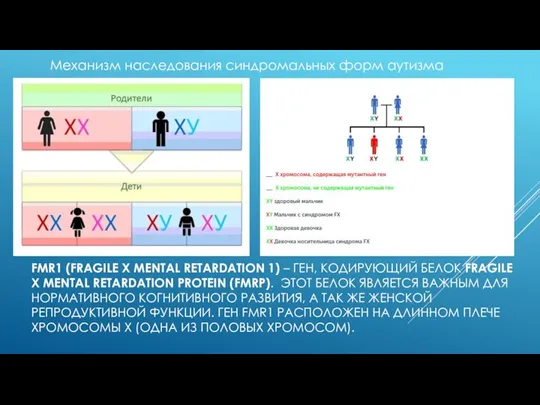 FMR1 (FRAGILE X MENTAL RETARDATION 1) – ГЕН, КОДИРУЮЩИЙ БЕЛОК FRAGILE X